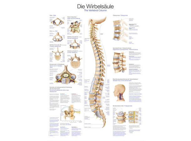 Plakat The Vertebral Column 50 x 70 cm Papir  507